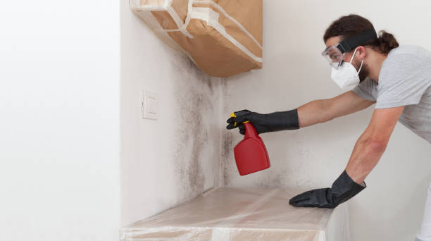 Professional Basement Mold Remediation technician working in Dover, PA