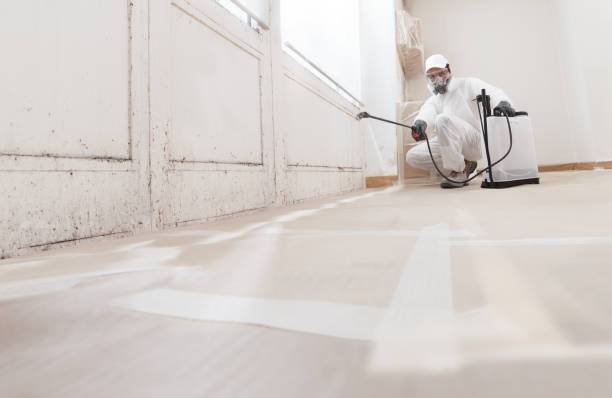 24/7 Emergency Basement Mold Remediation experts in Dover, PA