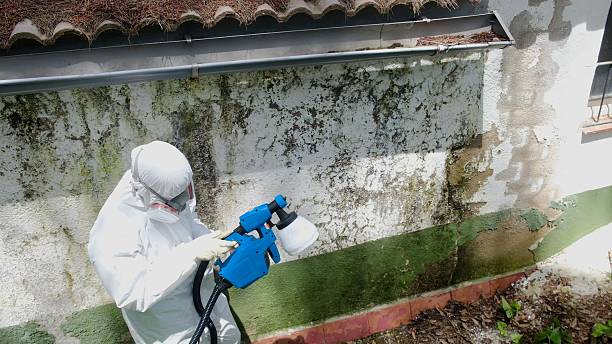 Top rated local Basement Mold Remediation specialists in Dover, PA